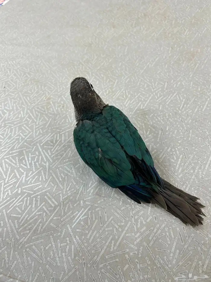 فرخ كنيور بلو شيك نهايه غر 5