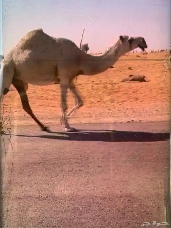 للبيع ناقه كفو ثنو لها حول 8باللقاح 1