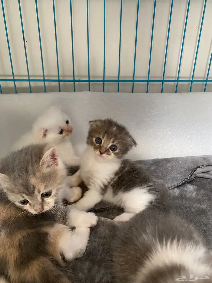 قطط سكوتش فولد حيوانات 3