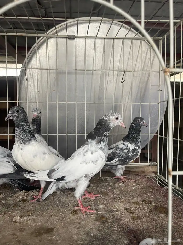 طبات باكستاني 1