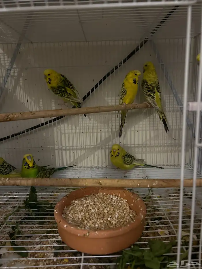 انقليزي انتاج تكساس حجم ماشاءالله 0