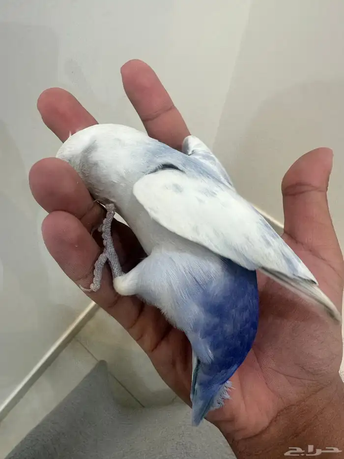 روز اليف جدا  لونه نادر 11