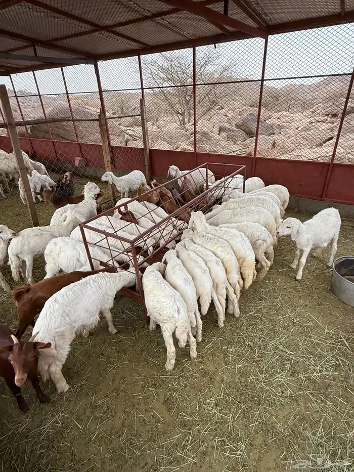 بهم تربية رخال وخرفان 2