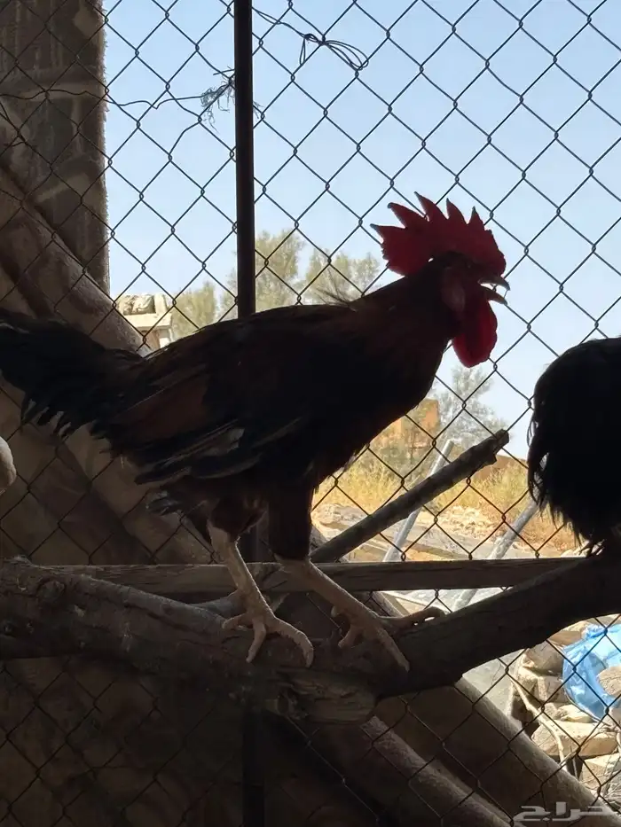 للبيع 10 ديكة 4
