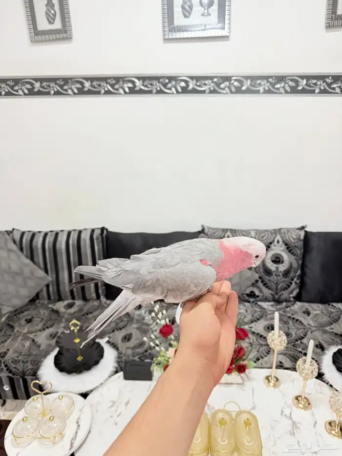 ببغاء كوكاتو قالا اليف 2