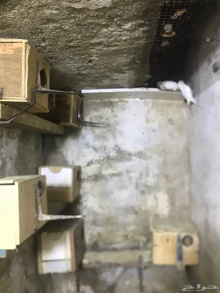 جوزين روز 1