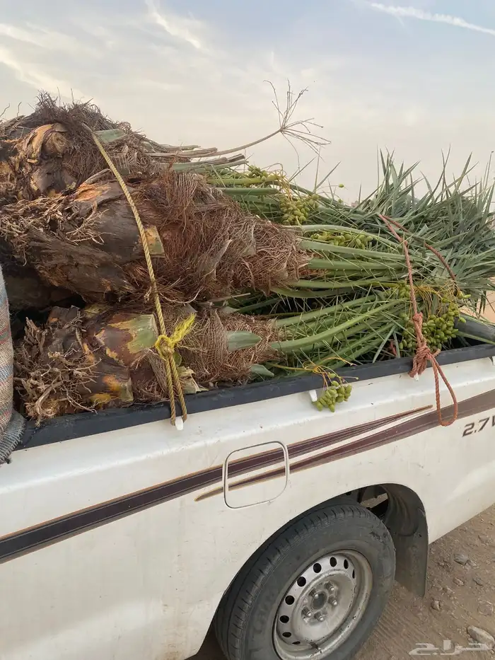 نخل طلع الخرمه البيع وسعر مناسب خلاص ومجدول وصقعي 0
