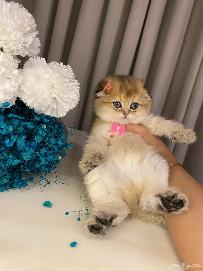 قطط للبيع سكوتش 2