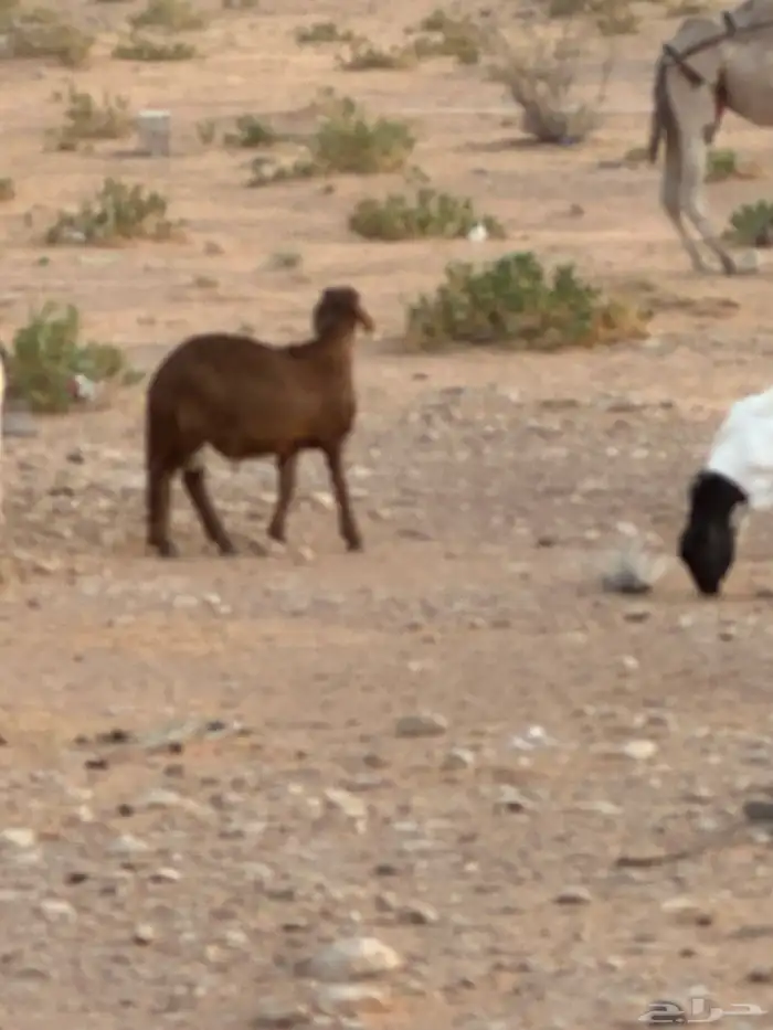 سواكن وبرابر طب وتخير 96