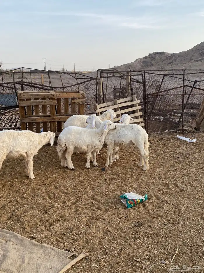 الطليان طيب 2