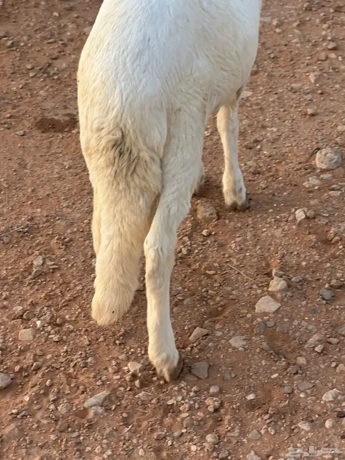 سواكن وبرابر طب وتخير 45