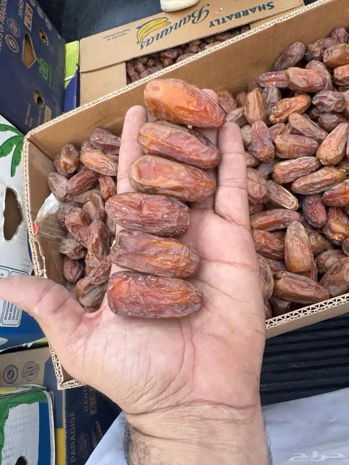 تمر صفري بيشه 1