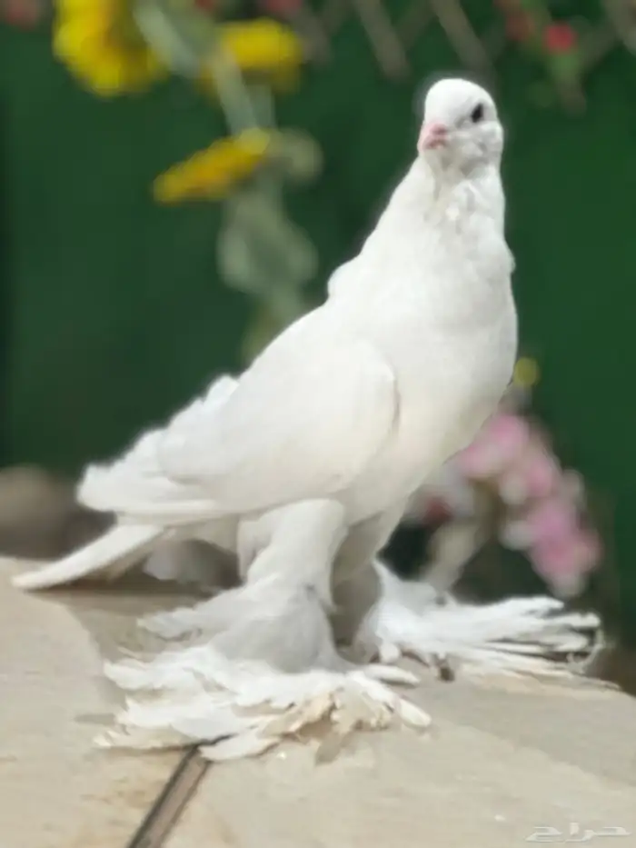 ذكر حمام نفاخ مستوا 0