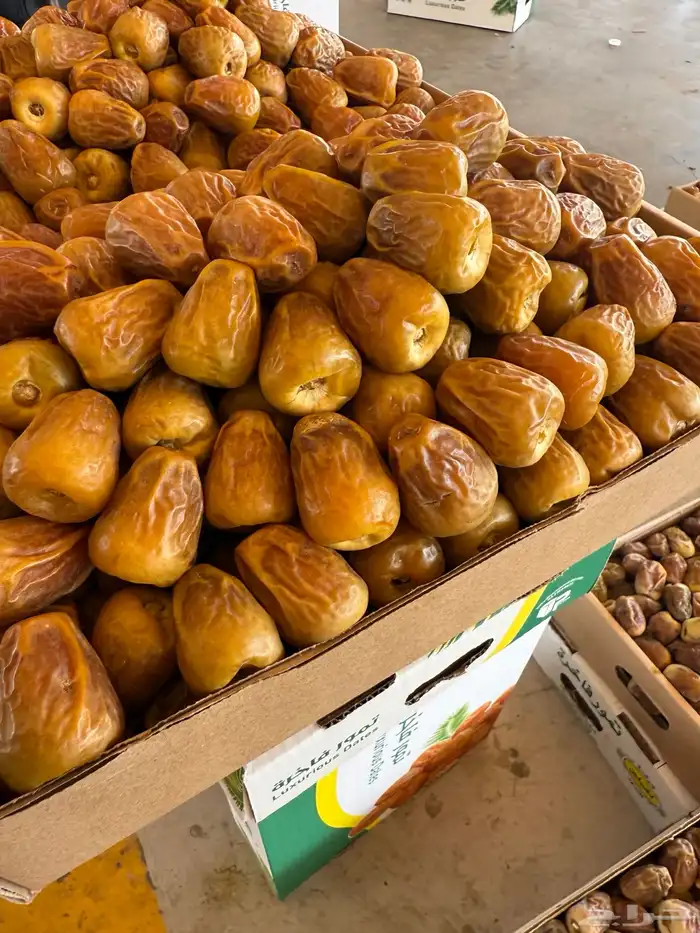 تمور القصيم 9