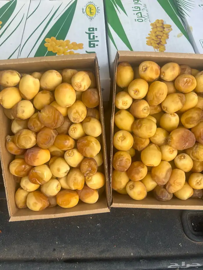 برحي مناصيف ورطب طيب وفاخر 4