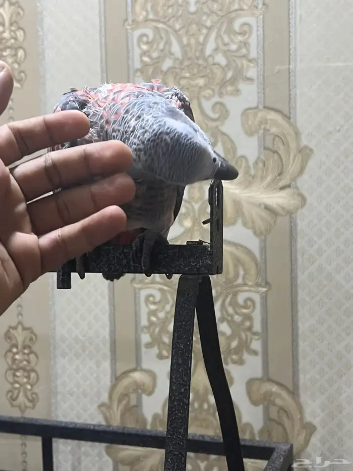 بغبغاء كاسكو (طفره جينيه)مع قفص كبير 4