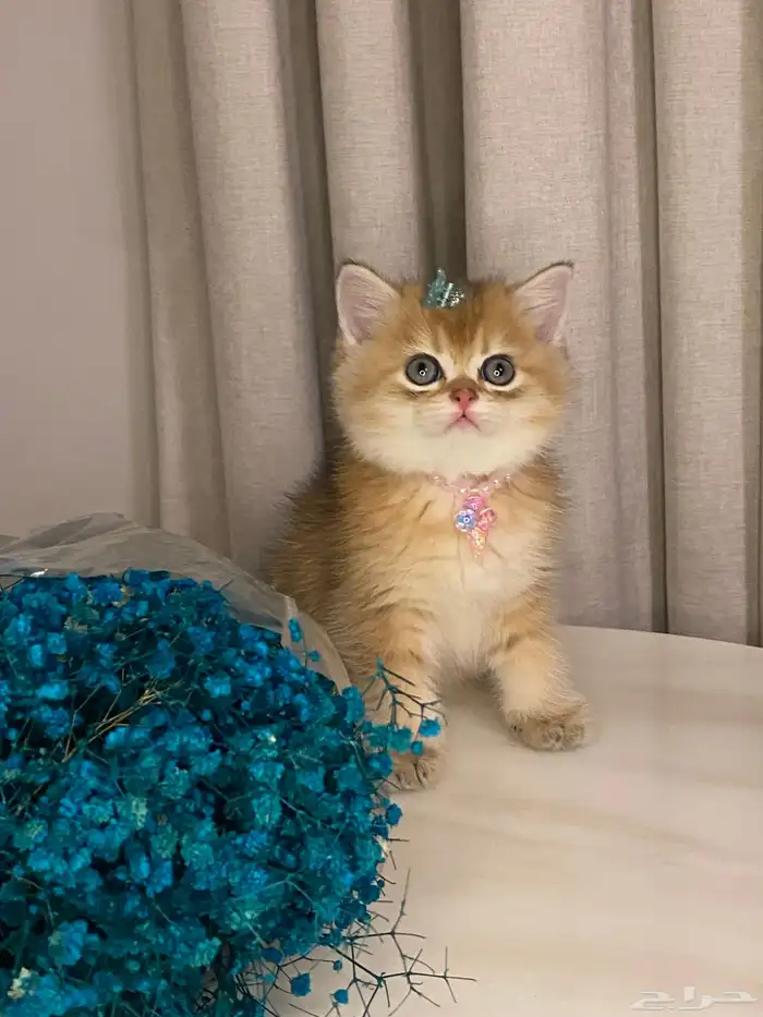 قطط للبيع سكوتش 3