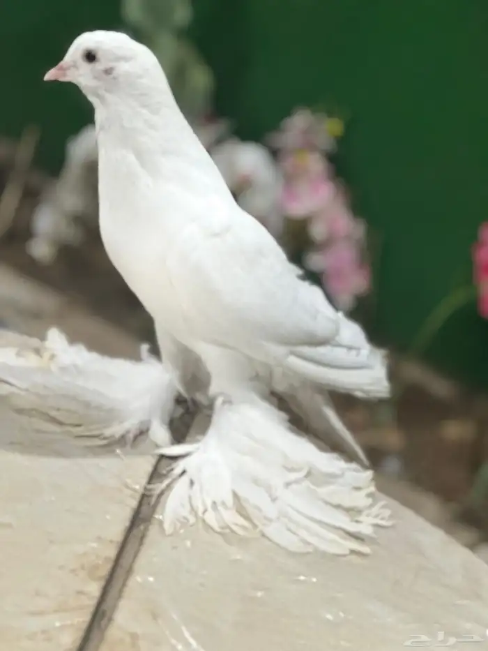 ذكر حمام نفاخ مستوا 4