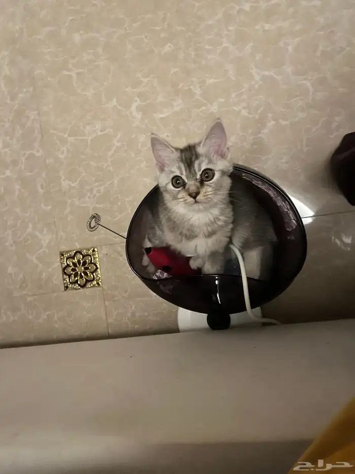 سكوتش بيور استريت عمره 6 شهور 1000 ريال للي يبي انتاج فخم 0