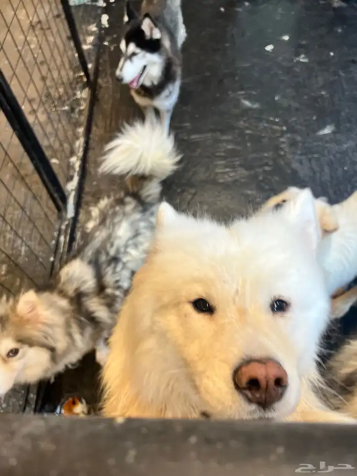 Dogs for adoption in Dammam 4
