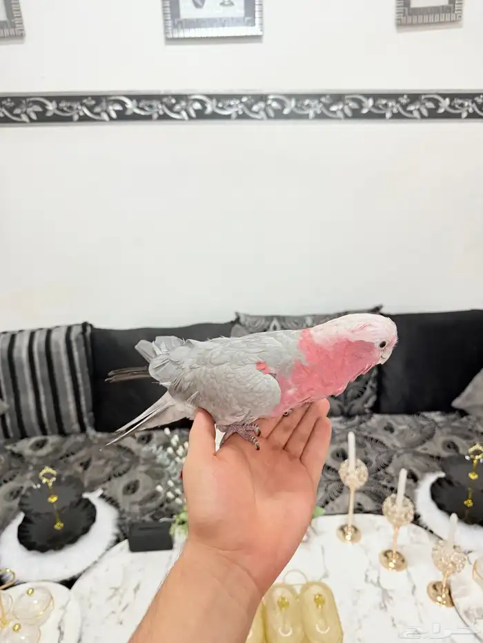 ببغاء كوكاتو قالا اليف 1