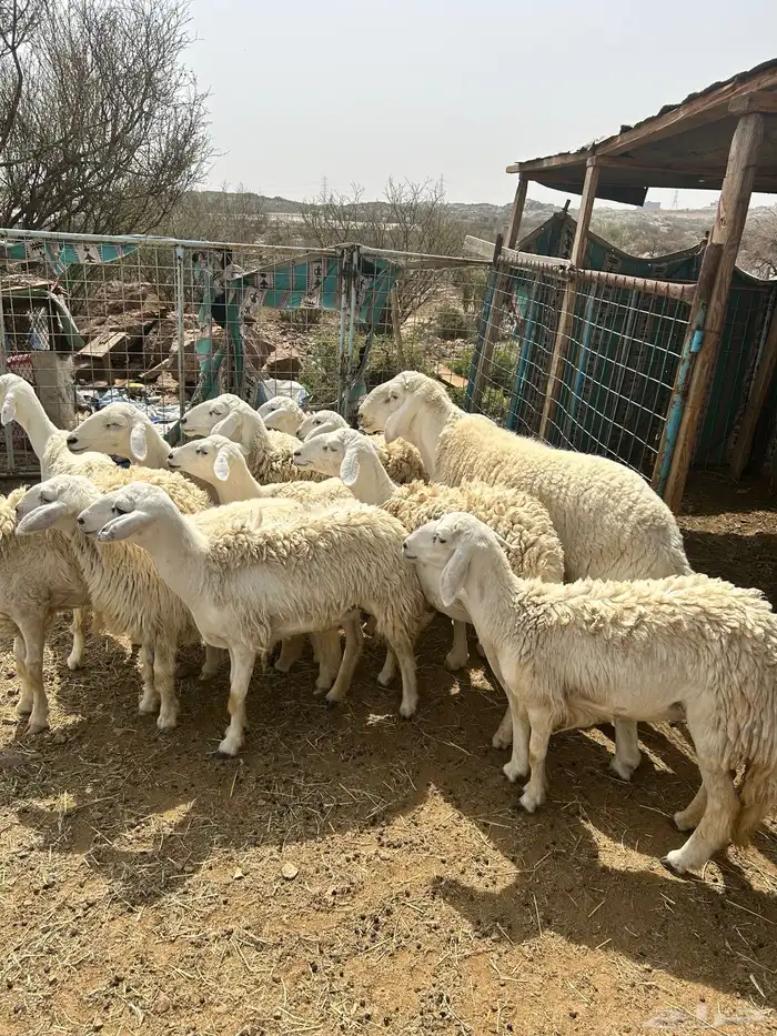 غنم حريات للبيع 3