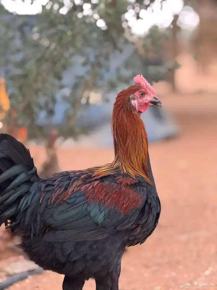 ديك تركي 5