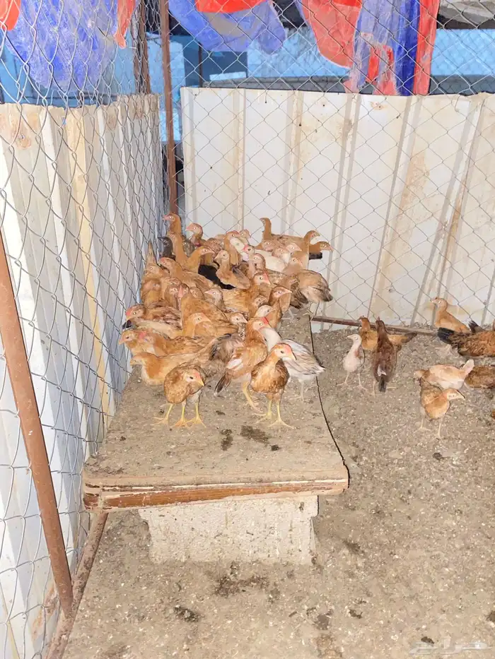 دجاج بلدي للبيععع 39