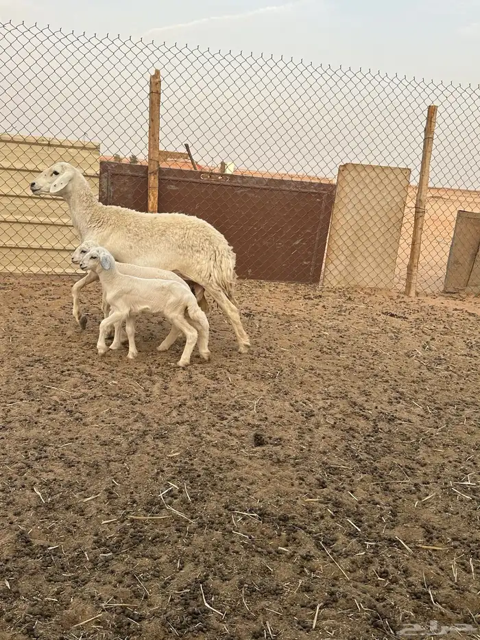 حرية كفو متبع ب ثنين 0