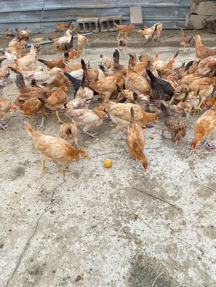 دجاج بلدي للبيععع 24