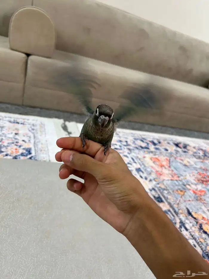 فرخ كنيور بلو شيك نهايه غر 2
