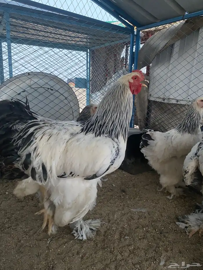 فروخ كولومبي 6
