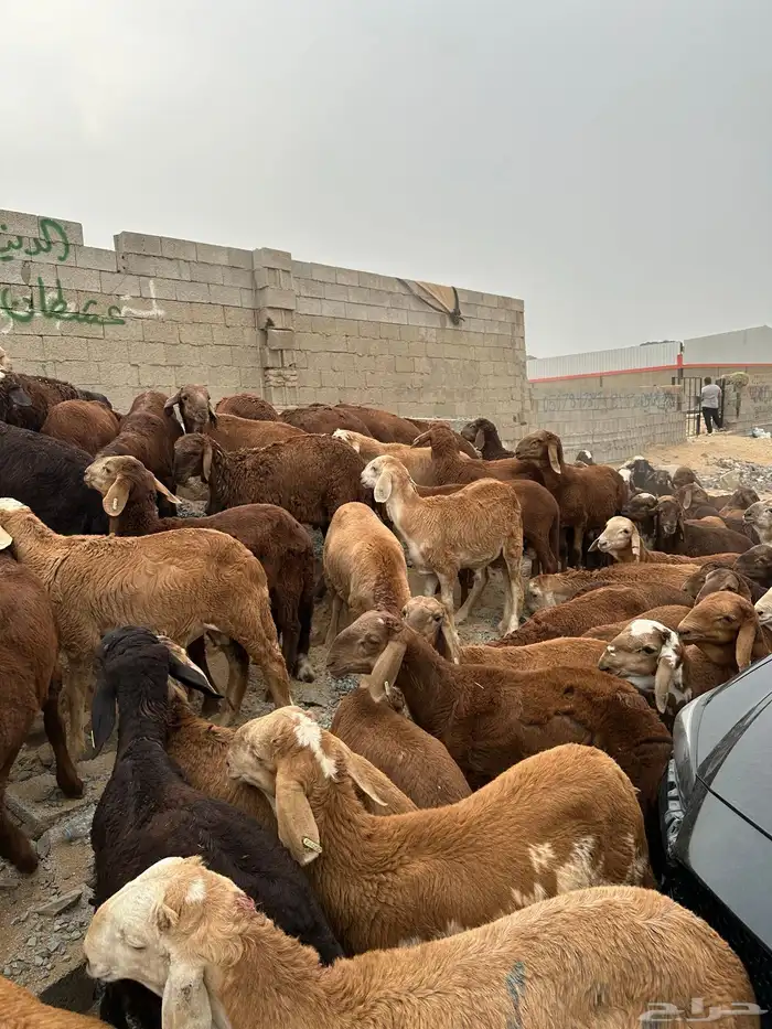 طليان سواكن حمري 7
