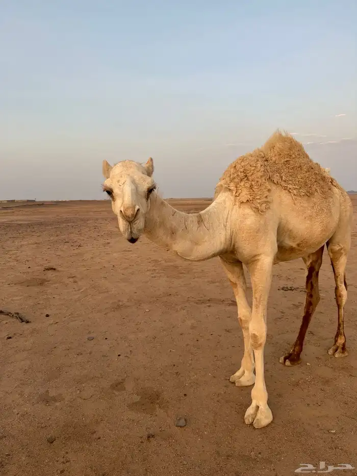 للبيع البكار الطيبات 10