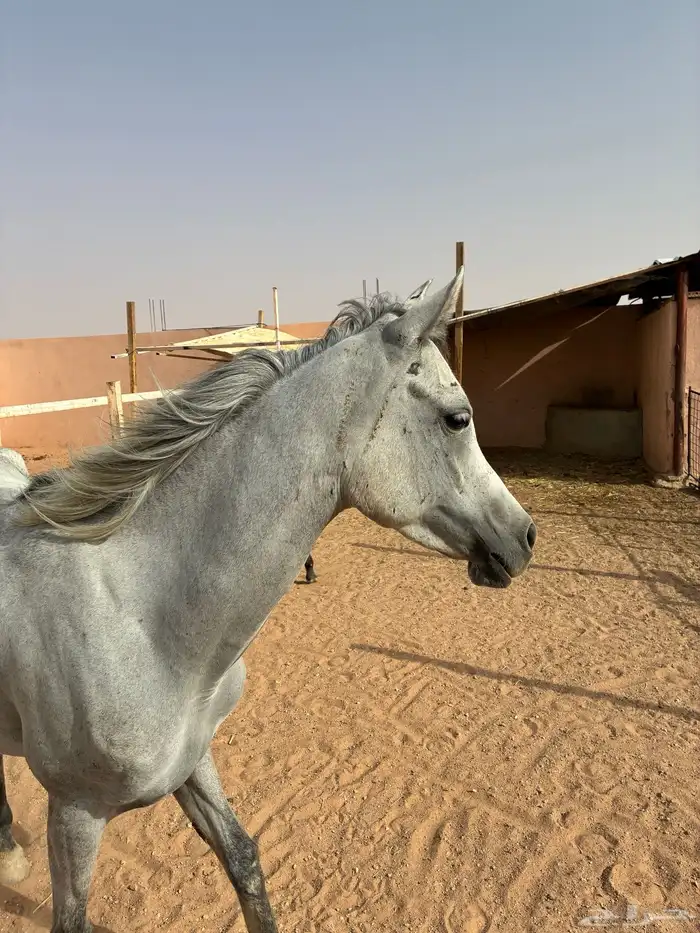 فرس مع مهرتها 1