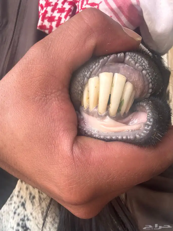 معزا عوارض مقننوي 4 9