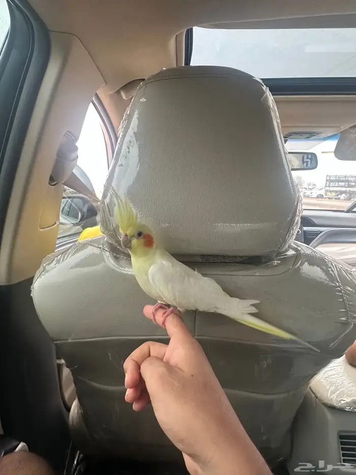 طائر كروان. ذكر 5