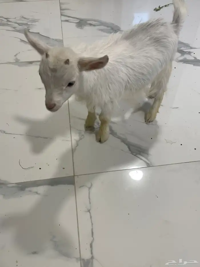 ماعز قزم 0