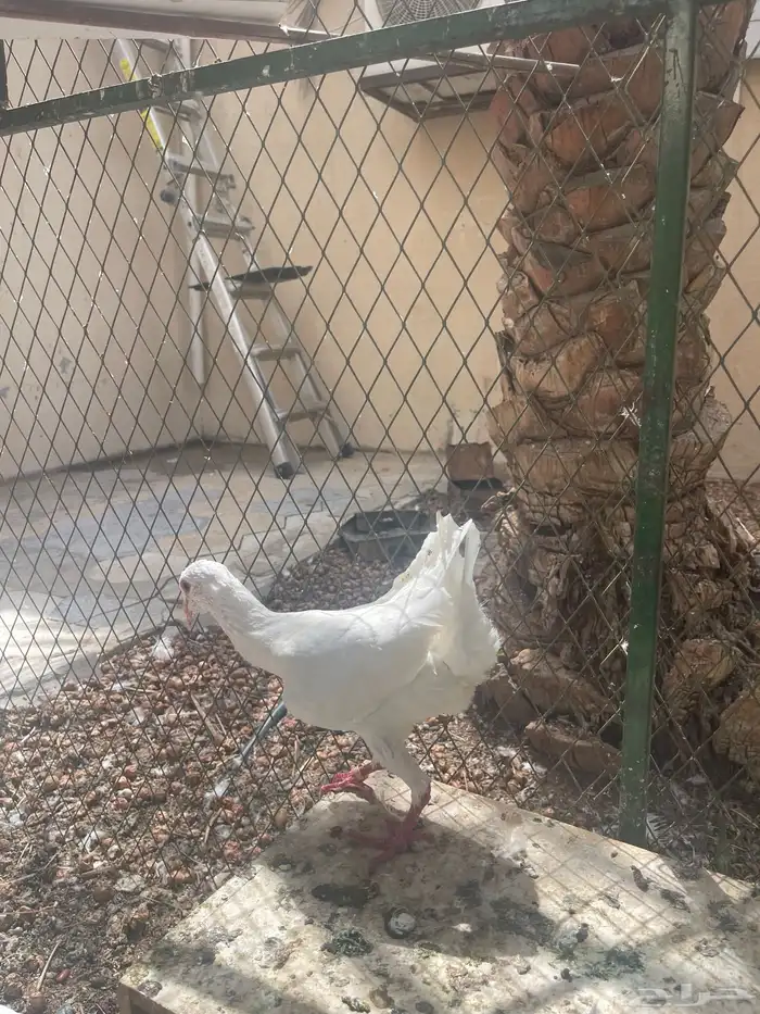 حمام مالتيز 5