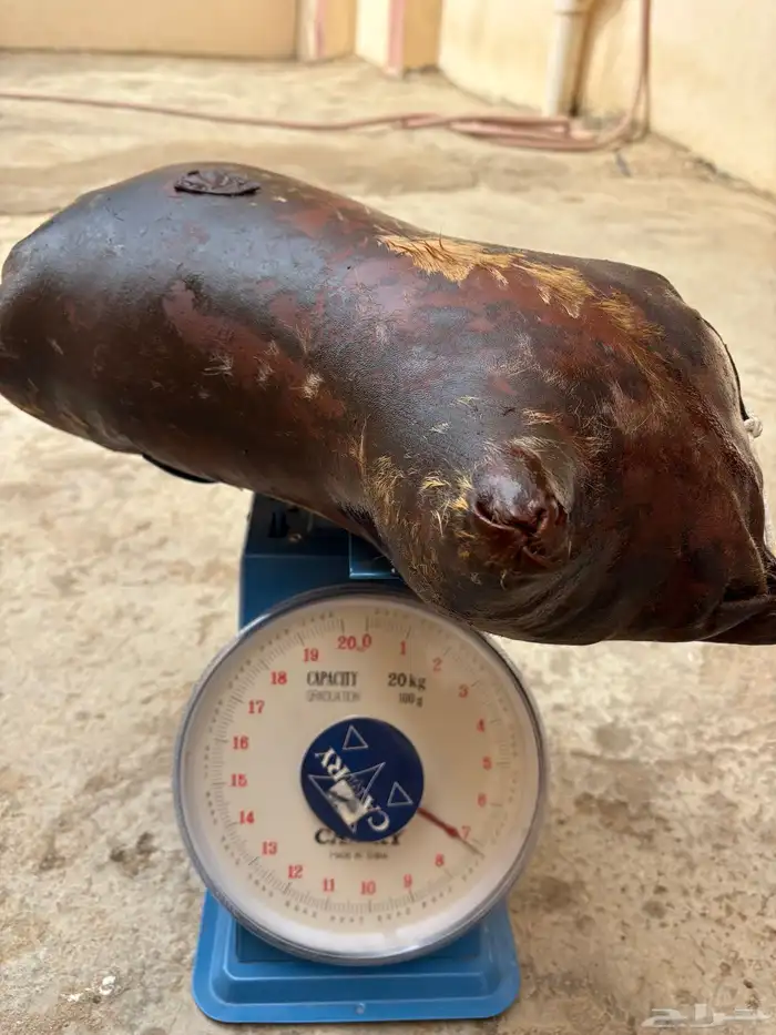 الطعام 0