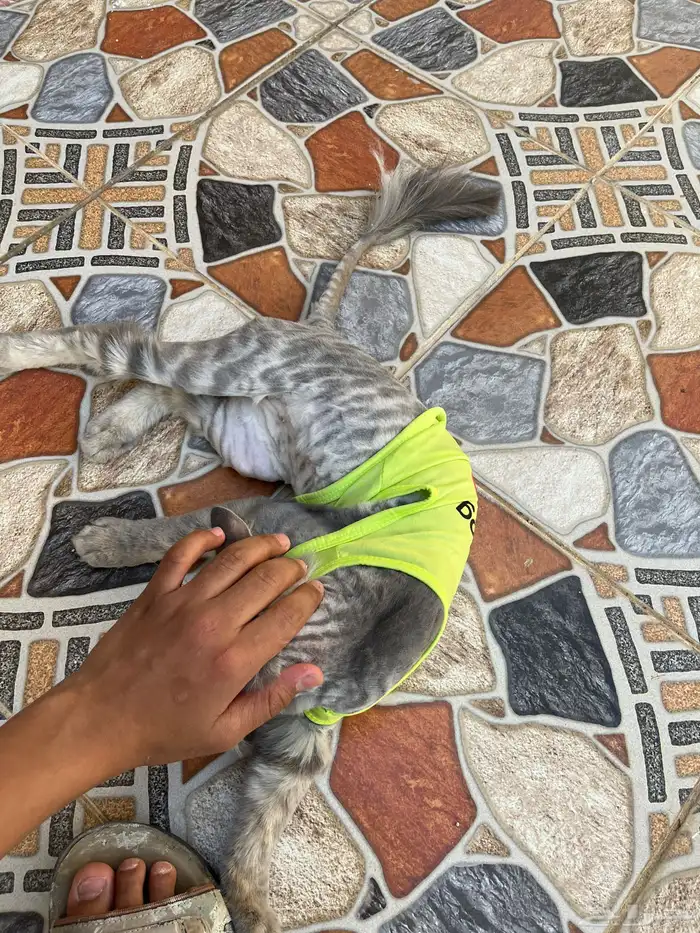 بسه بيت للبيع شرازيه انا قاص شعرها مع جميع اغراضه 1