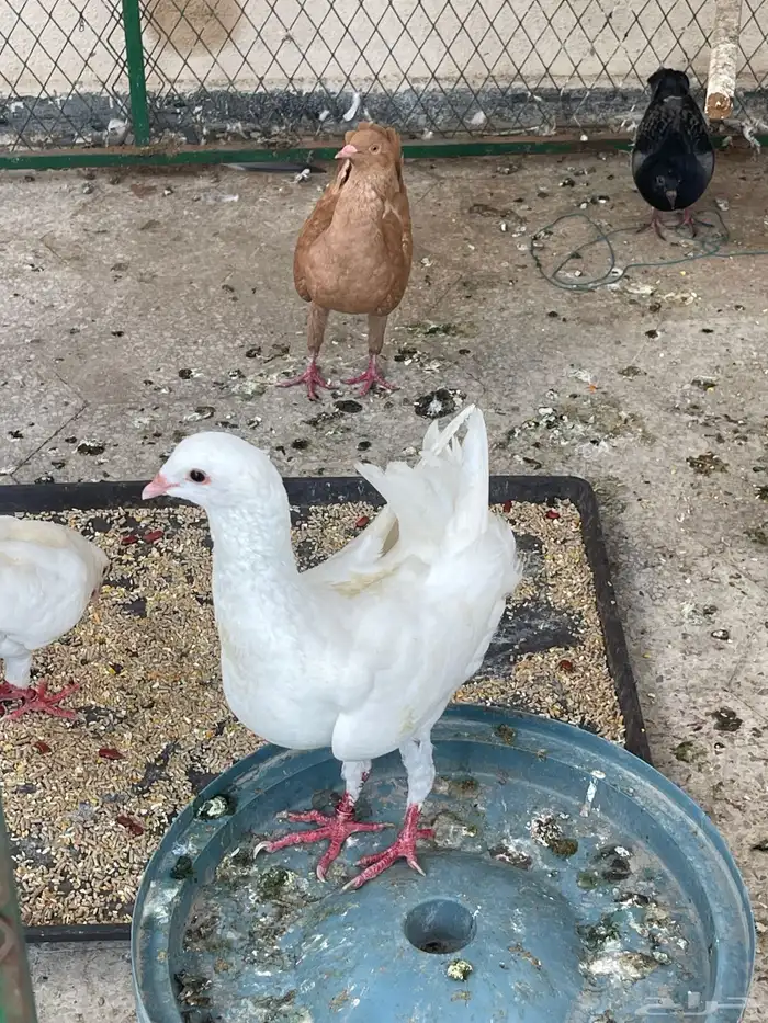 حمام مالتيز 1
