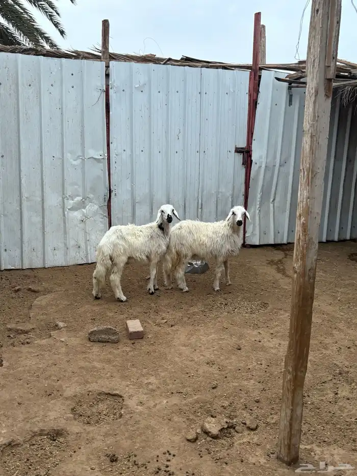 خروف ورخل صفر طيبه 2