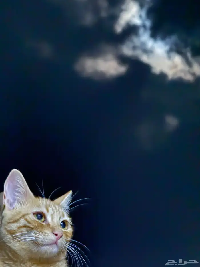 قطط للبيع 1