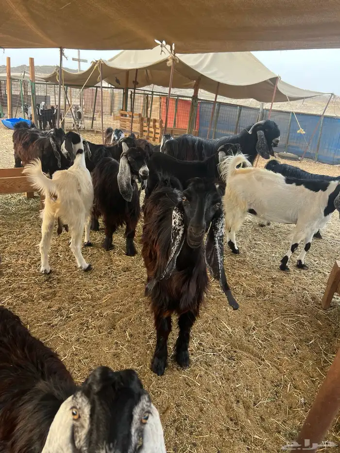 معزا عوارض صغار سن من جذعة الى رباع للبيع 8