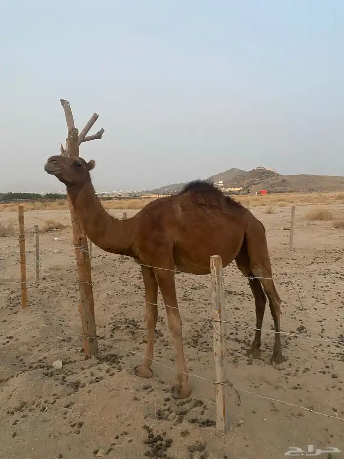 قعود ساحلي مشروع فحل 2