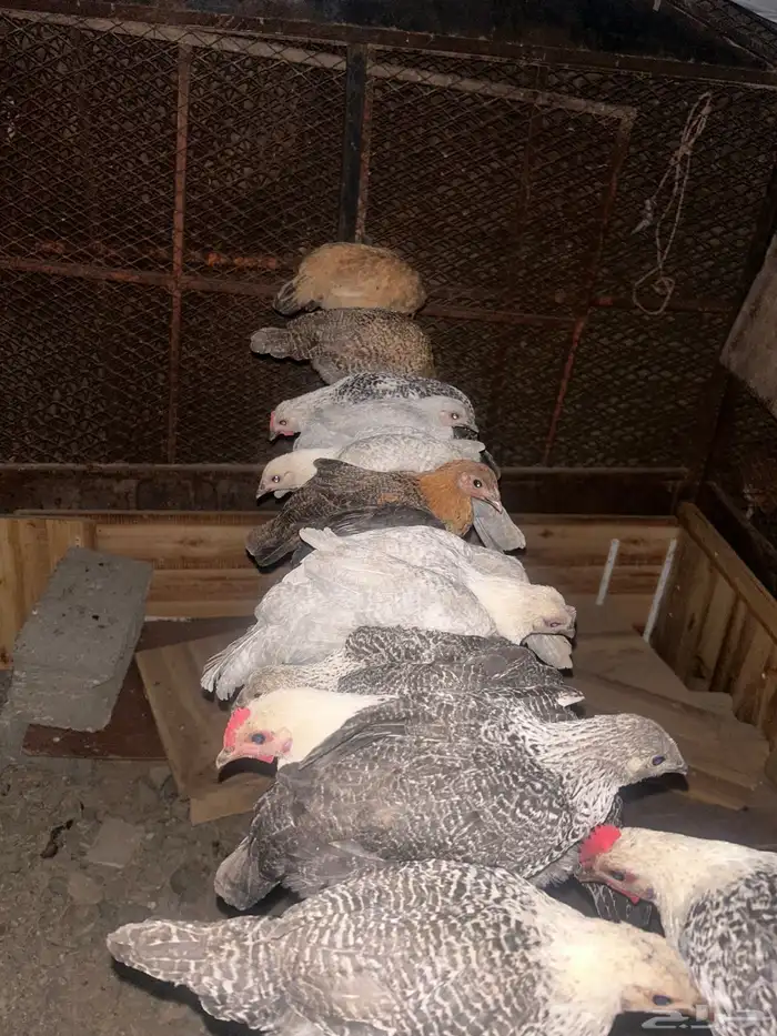 دجاج صوص عمر شهرين تقريبا 0