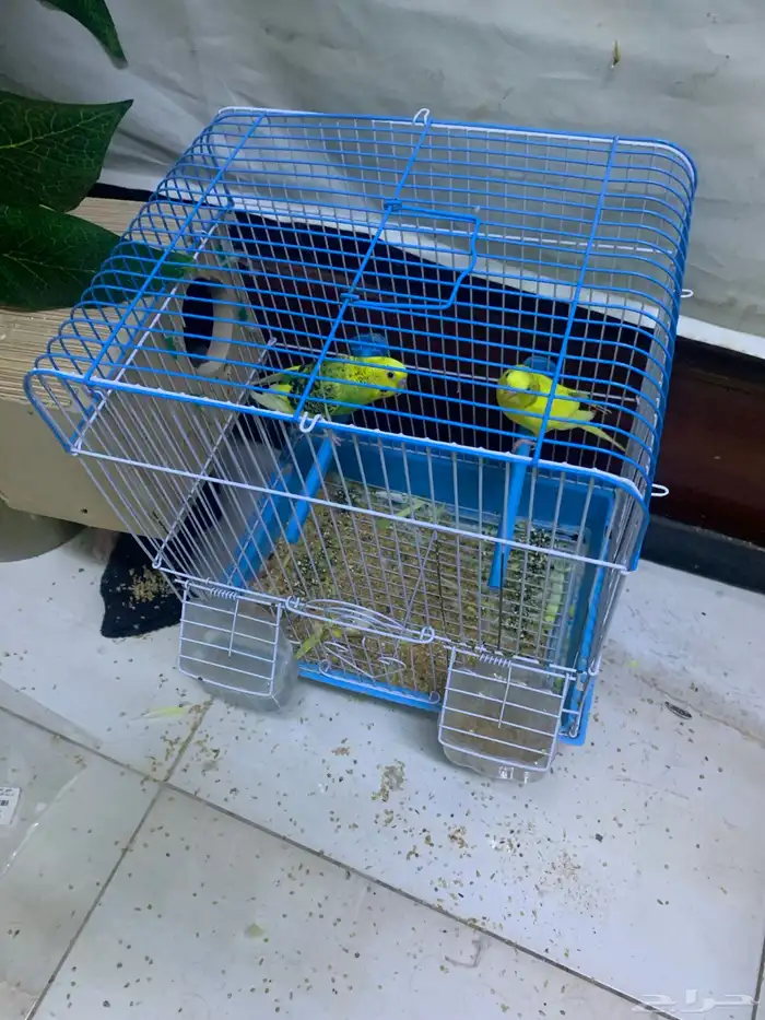 بادجي زوج مع القفص 0