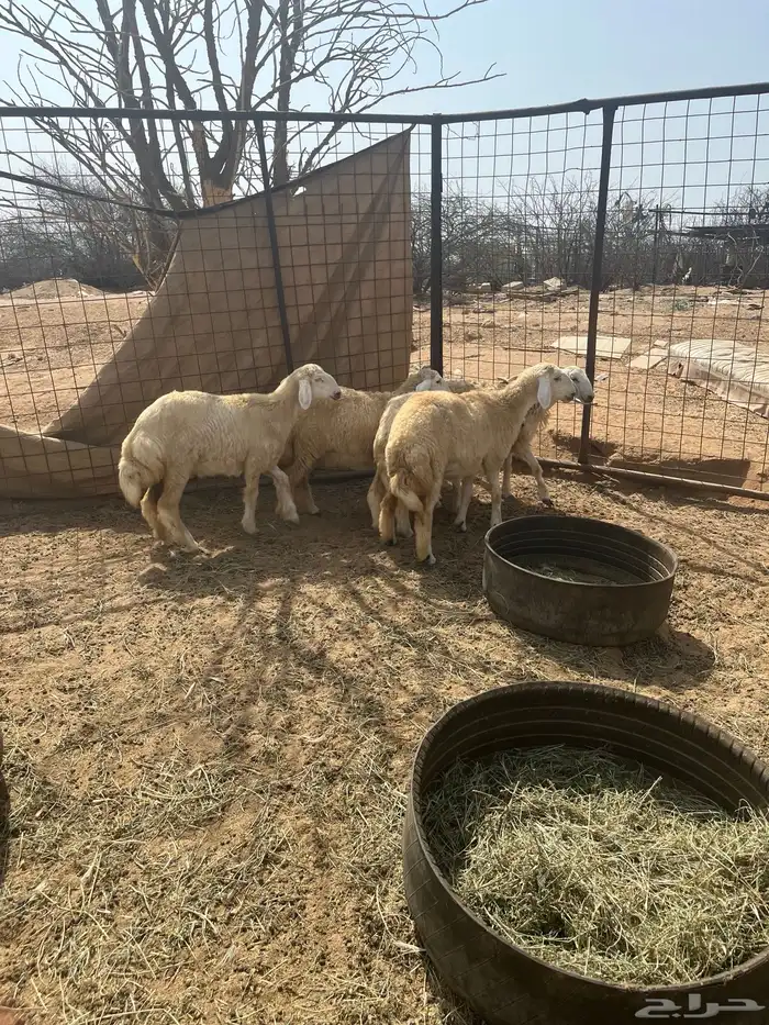 رخال للبيع 0