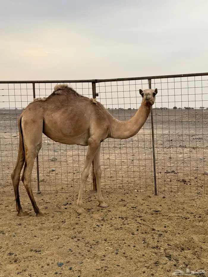 بكره حره للبيع 0
